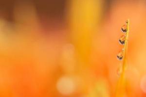 Fondo con gotas de agua sobre pétalos de flores de naranja foto