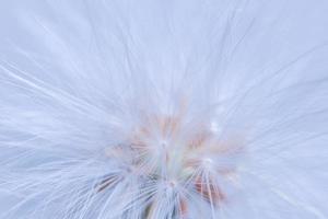 Wild flower close-up photo