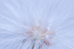 A close up of a dandelion with a flower photo