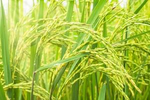 campo de arroz verde foto