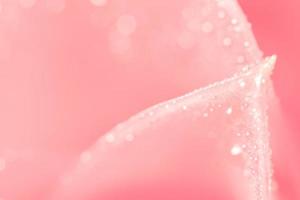 Water drops on pink flower petals photo