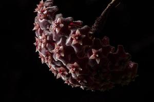 Hoya flower macro photo