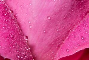 Water drops on a pink rose petal photo