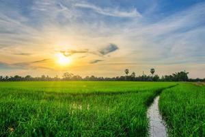 Rice fields at sunset photo