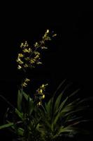 Yellow flower on black background photo