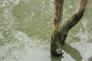 Dead tree in the water photo