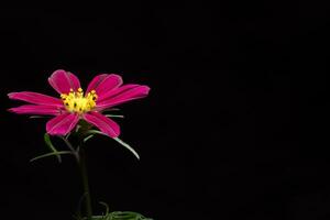 flor rosa sobre fondo negro foto