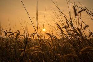 Sunrise over the meadows photo