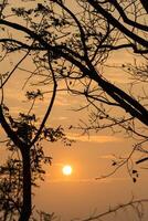 Silhouette of trees at sunset photo