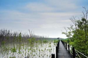 Walkway in the Mangrove forest photo