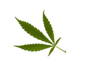 Cannabis leave isolated on white background photo