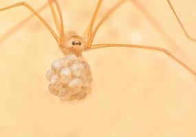 Spider and spider's eggs photo