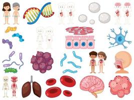 Set of human inner organs isolated on white background vector