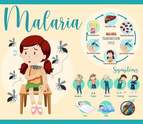 Malaria transmission cycle and symptom information infographic