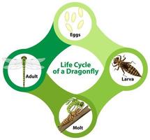 Diagram showing life cycle of Dragonfly vector