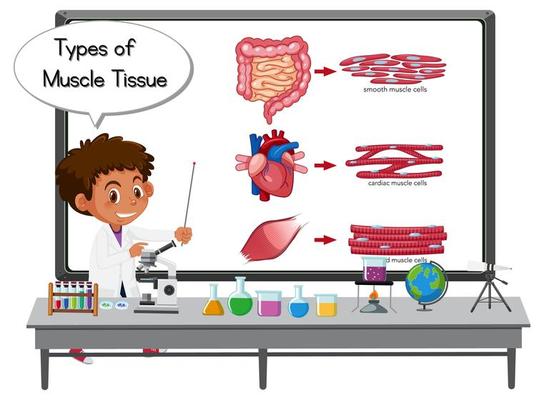 Young scientist explaining types of muscle tissue in front of a board with laboratory elements