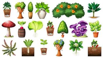 Set of different plants in pots isolated on white background vector