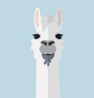 Alpaca or llama portrait flat vector
