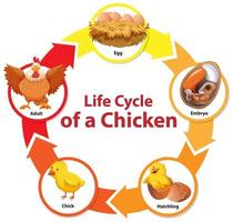 diagrama que muestra el ciclo de vida del pollo vector