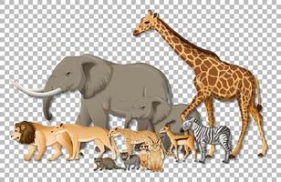 Group of wild African animals vector