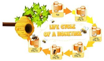 Diagrama que muestra el ciclo de vida de la abeja melífera. vector