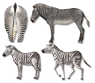 Set of different sides of zebra isolated on white background vector