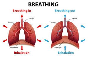 The process of breathing explained vector