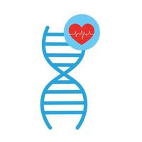 deoxyribonucleic acid structure and heart vector