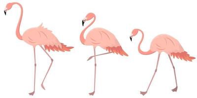 Set of flamingos in different poses. vector