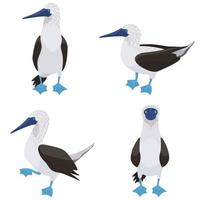 Blue-footed booby in different poses. vector