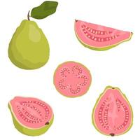 Whole and sliced guava. vector