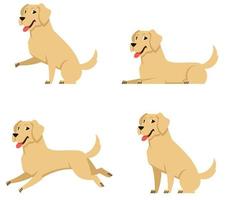 labrador en diferentes poses. vector