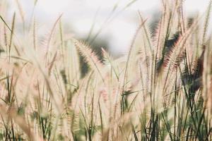 Wild flower field in nature photo