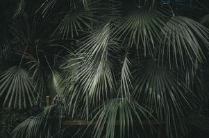 Beautiful green palms photo
