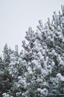Snow covered pine tree photo