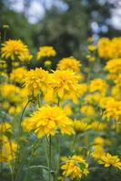 Yellow flowers in summer photo