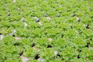 Hydroponic green lettuce photo