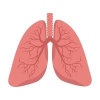 lungs vector on white background