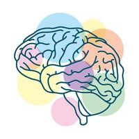 human brain with colored circles vector