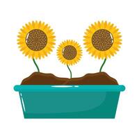 sunflowers in planter flat style icon vector