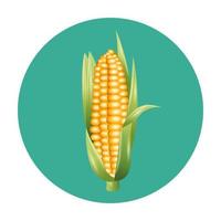 diseño de vector vegetal de maíz aislado