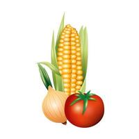 tomate, cebolla y maíz, vegetal, vector, diseño
