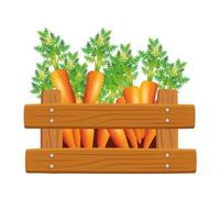 Isolated carrots inside box vector design