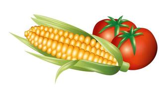 tomato and corn vegetable vector design