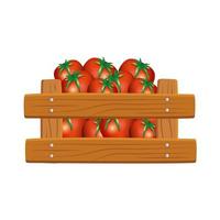 Isolated tomatoes inside box vector design