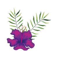 hibiscus beautiful purple color with branches and leaves, tropical nature, spring summer botanical vector