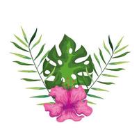 hibiscus beautiful pink color with branches and leaves, tropical nature, spring summer botanical vector