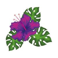 hibiscus beautiful purple color with leaves, tropical nature, spring summer botanical vector