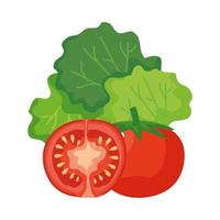 diseño vectorial de tomates y lechuga vector