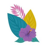 hibiscus beautiful purple color, with branch and tropical leaves, spring summer botanical vector